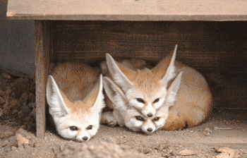 file01517.gif