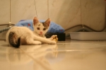 didi